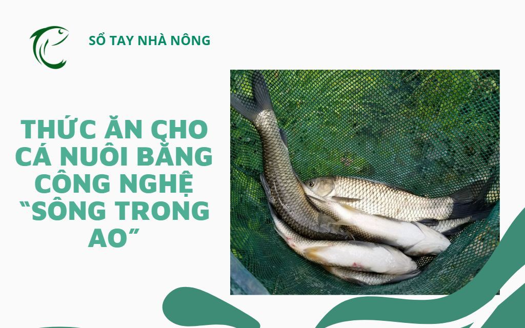 SỔ TAY NHÀ NÔNG: Chế biến thức ăn cho cá nuôi bằng công nghệ “sông trong ao” 