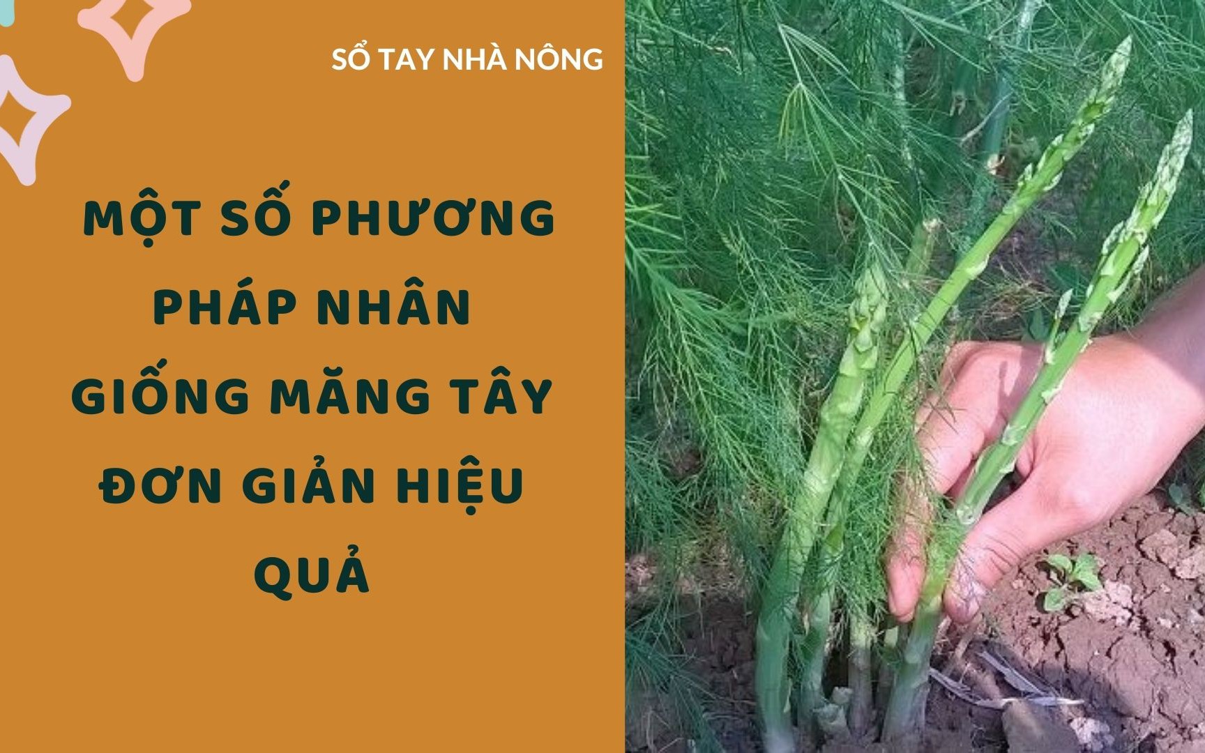 SỔ TAY NHÀ NÔNG: Một số phương pháp nhân giống măng tây đơn giản hiệu quả