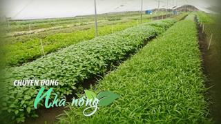 Chuyển động Nhà nông 12/11: Giá rau “lập đỉnh”