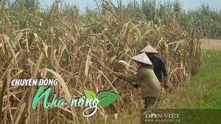 Chuyển động Nhà nông 18/9: Nông dân Nghệ An gồng mình giải cứu cánh đồng mía sau mưa lũ