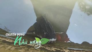 Chuyển động Nhà nông 31/10: “Cõng cá quý tộc’ lên đỉnh Mẫu Sơn giúp người Dao thoát nghèo