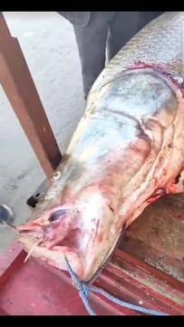 Ngư dân bắt được con cá măng khổng lồ nặng 100kg loading=