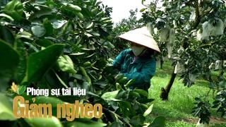 Từ đất khó thành vùng bưởi xuất ngoại: Hành trình thoát nghèo của nông dân xã Yên Trị, tỉnh Phú Thọ