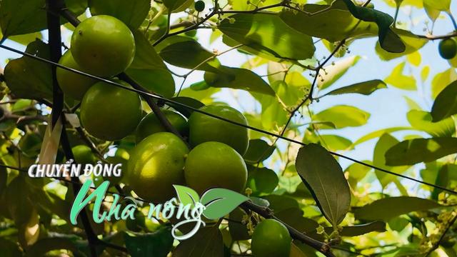 Chuyển động Nhà nông 5/12: Trồng táo leo giàn trên đất muối, nông dân Nam Đồ Sơn thu hai vụ mỗi năm