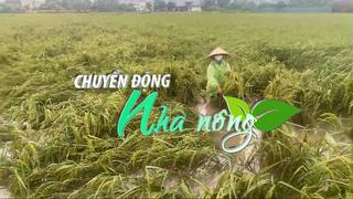 Chuyển động Nhà nông 8/9: Hàng nghìn ha lúa, hoa màu của nông dân Hà Nội bị thiệt hại do bão số 3