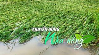 Chuyển động Nhà nông 11/9: Hơn 124.500 ha lúa bị ngập úng tại Hải Dương, Hưng Yên, Thái Bình, Hà Nội 