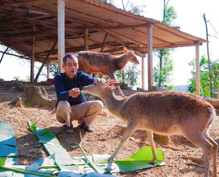Nuôi hươu lấy nhung, một nông dân Thái Nguyên thu lãi 600–700 triệu đồng mỗi năm loading=