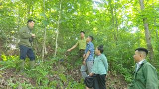Sơn La: Chuyên gia 'mách nước' cho nông dân Yên Châu bí quyết trồng 'vàng ròng' từ cây tếch