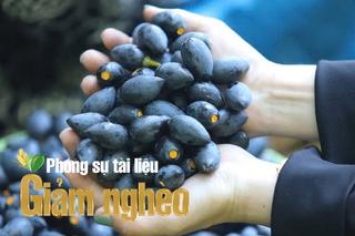 Cây trám đen – Hướng giảm nghèo bền vững ở xã Điềm Thụy, tỉnh Thái Nguyên