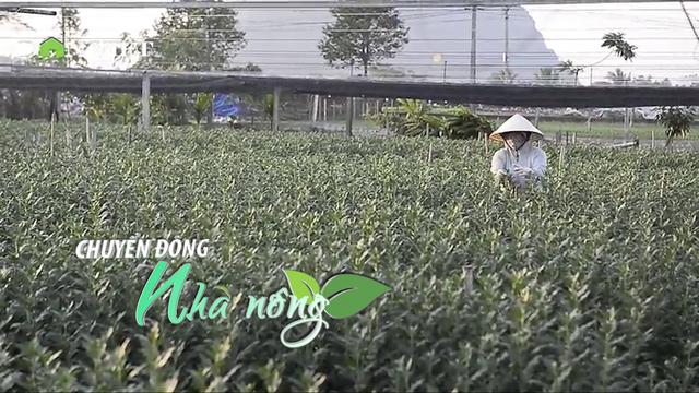 Chuyển động Nhà nông 29/11: Nông dân Thanh Hóa tất bật chăm hoa, quất cho vụ Tết