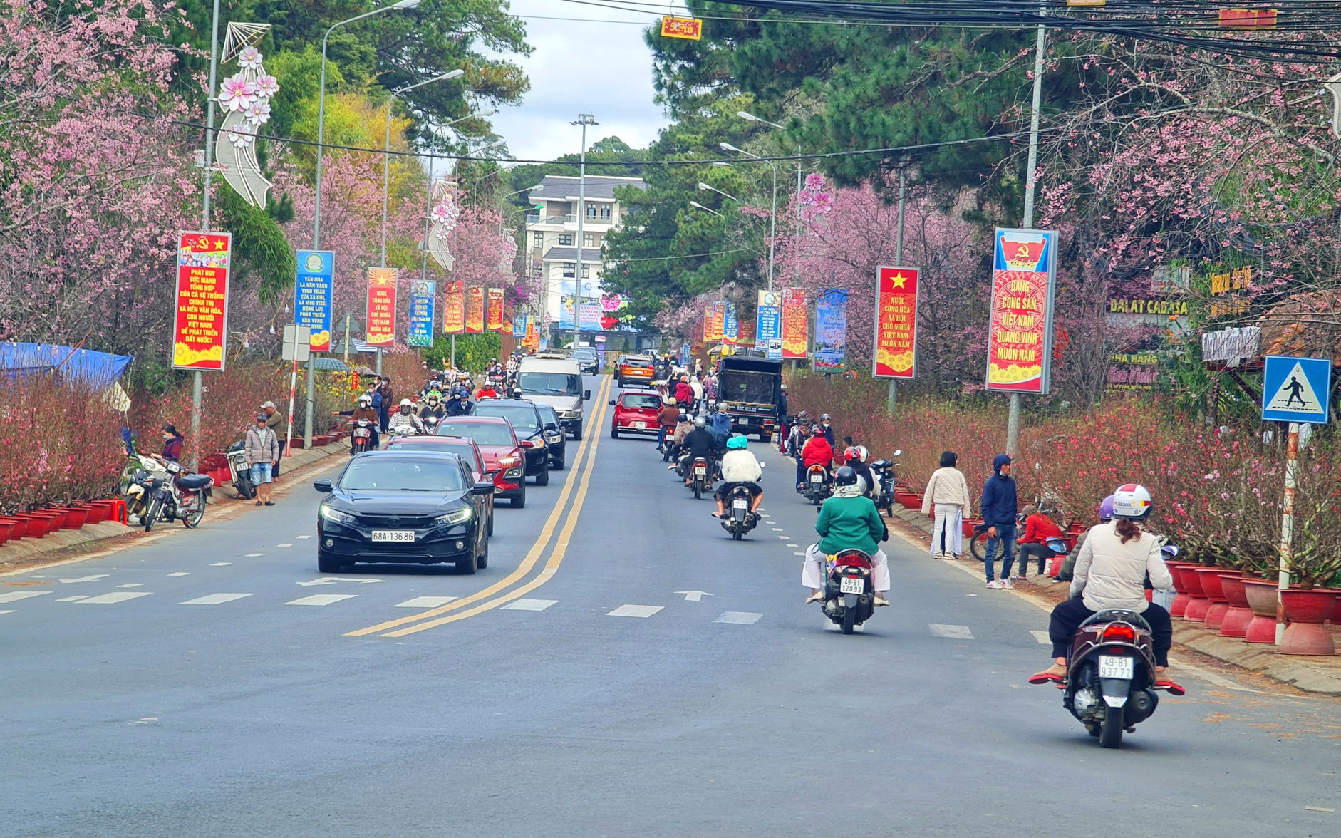 Mai anh đào nở muộn đúng Tết Nguyên Đán, du khách ùn ùn đổ về Đà Lạt chiêm ngưỡng 