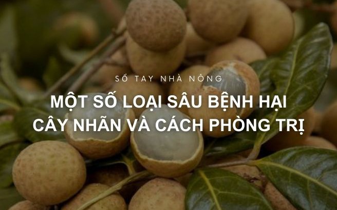 SỔ TAY NHÀ NÔNG: Một số loại sâu bệnh hại cây nhãn và cách phòng trị