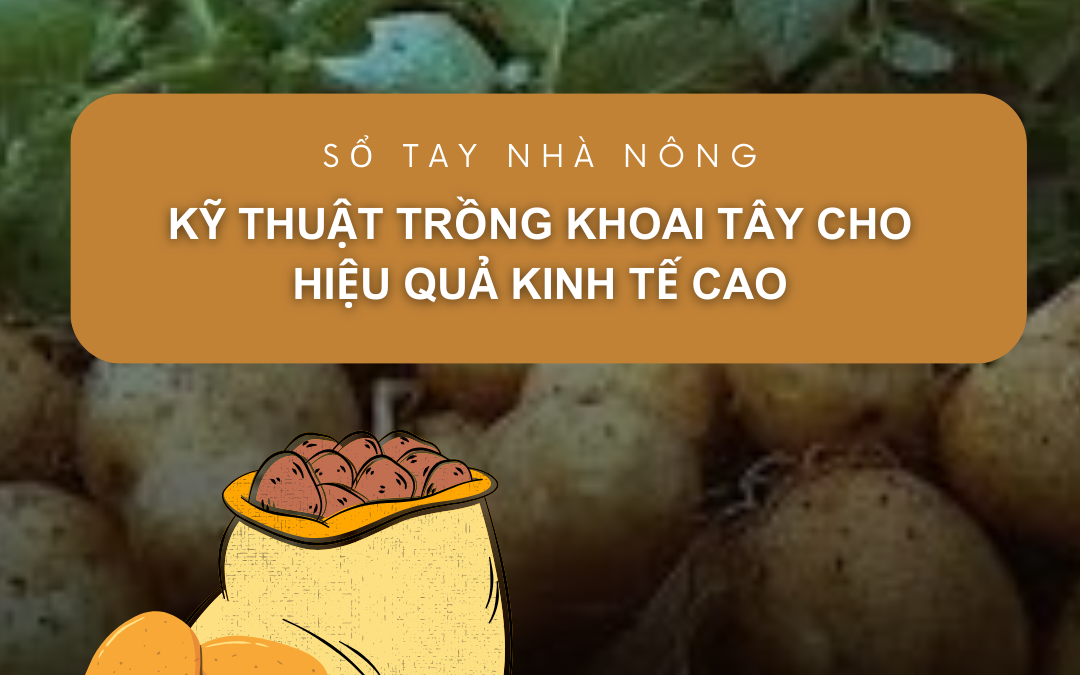 SỔ TAY NHÀ NÔNG: Kỹ thuật trồng khoai tây cho hiệu quả kinh tế cao