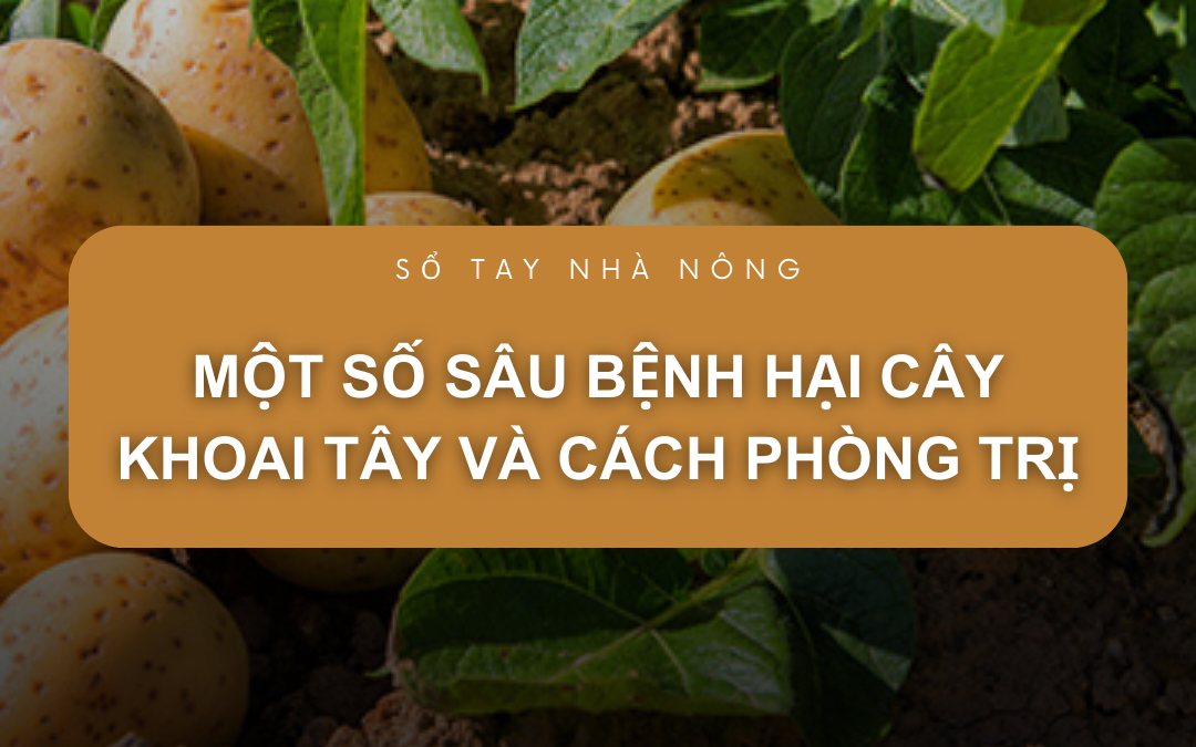 SỔ TAY NHÀ NÔNG: Một số sâu bệnh hại cây khoai tây và cách phòng trị