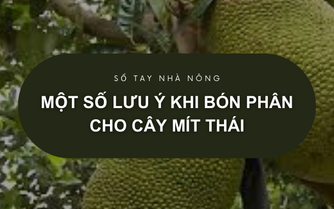 SỔ TAY NHÀ NÔNG: Kỹ thuật bón phân cho cây mít Thái