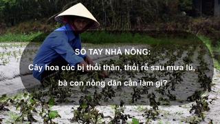 Sổ tay Nhà nông: Cây hoa cúc bị thối thân, thối rễ sau mưa lũ, bà con nông dân cần làm gì?