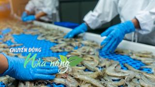 Chuyển động Nhà nông 20/8: Tôm Việt Nam xuất khẩu đạt 2,5 tỷ USD sau 7 tháng, gặp khó ở Mỹ