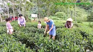 Từ đồi chè xanh đến chuỗi giá trị xanh – Hành trình chuyển đổi tư duy nông nghiệp ở Thái Nguyên