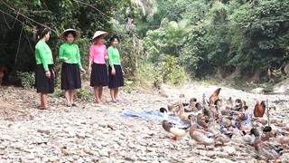 Vịt bầu Lâm Thượng, đặc sản của núi rừng Tây Bắc