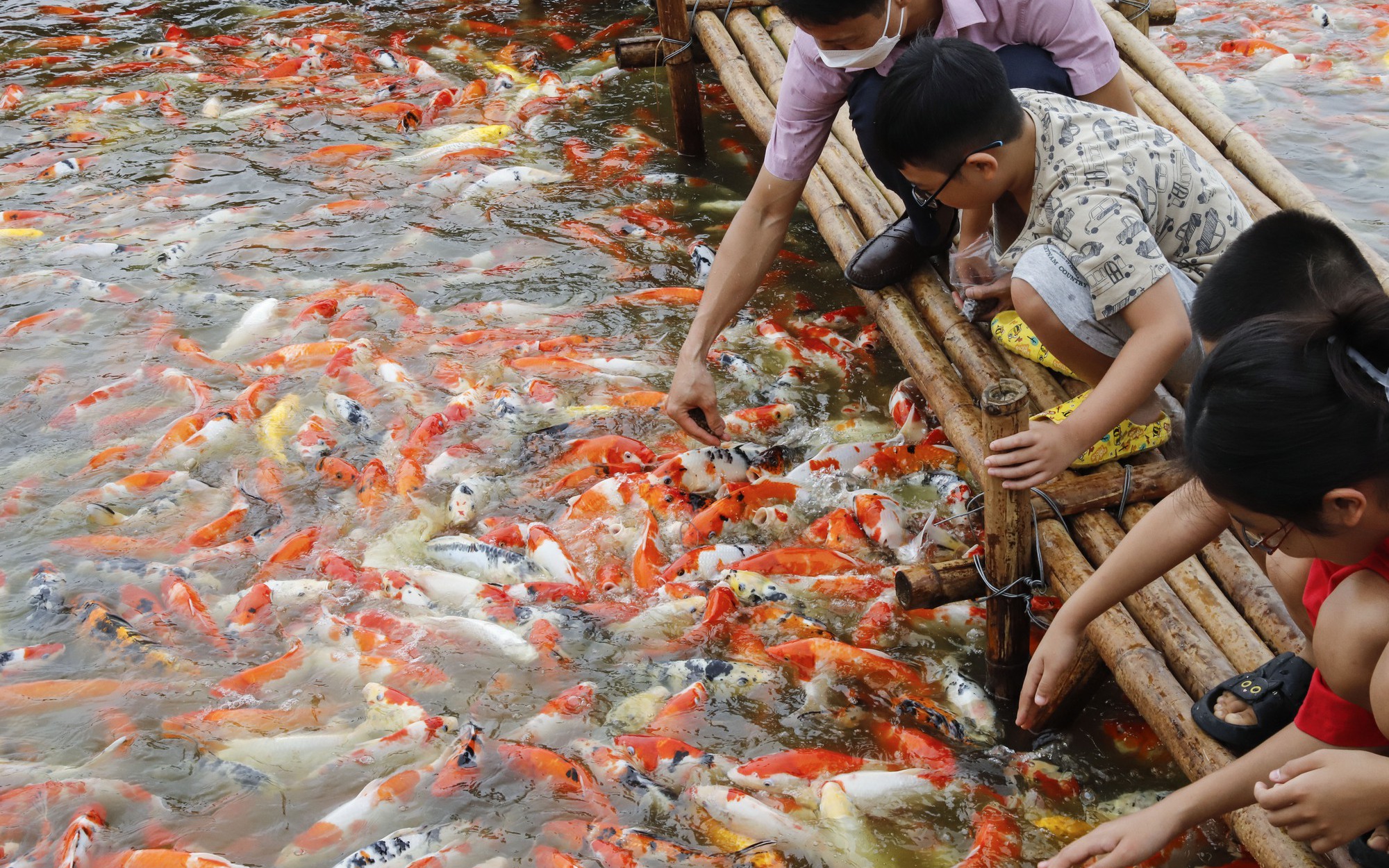 Thả hàng nghìn con cá Koi xuống đầm sen hồ Tây