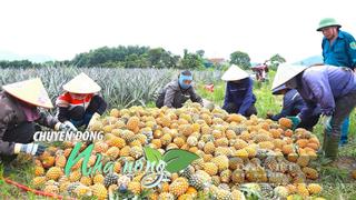 Chuyển động Nhà nông 9/8: Nông dân Hà Tĩnh phấn khởi thu hoạch mùa dứa đầu tiên trên vùng đất đồi gò khắc nghiệt