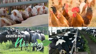 Chuyển động Nhà nông 9/10: Ngành chăn nuôi “chạy nước rút” bảo đảm nguồn hàng Tết Nguyên đán 2026