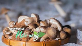 Chuyển động Nhà nông 9/12: "Đổi đời" nhờ mô hình trồng nấm mối đen công nghệ cao