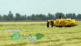 Chuyển động Nhà nông 16/9: Giá gạo Việt Nam vẫn cao nhất thế giới, Trung Quốc mua hơn 500.000 tấn