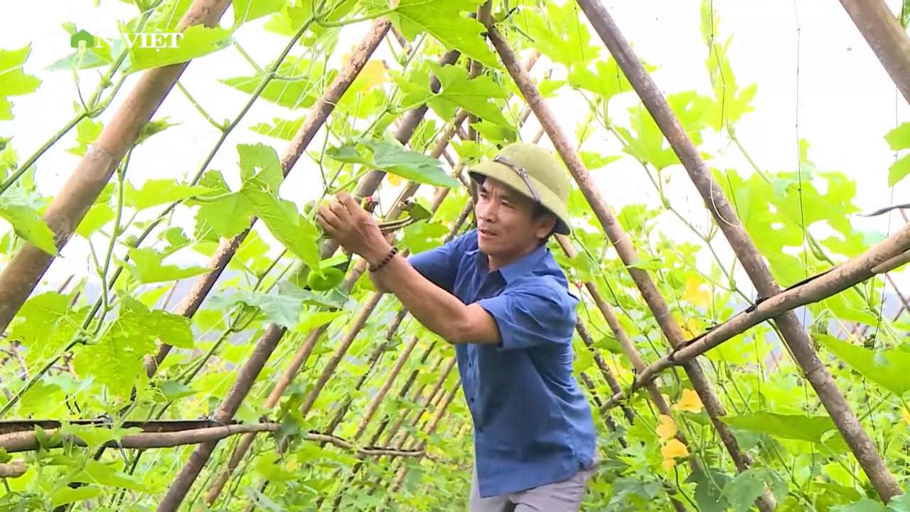 Từ đất đồi cằn sỏi đá thành vườn bí xanh mướt, nông dân Hà Tĩnh đổi thay cuộc sống