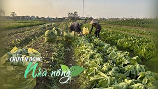 Chuyển động Nhà nông 1/12: Nông dân lãi đậm, giá bán rau vụ Đông tăng gấp 4-5 lần