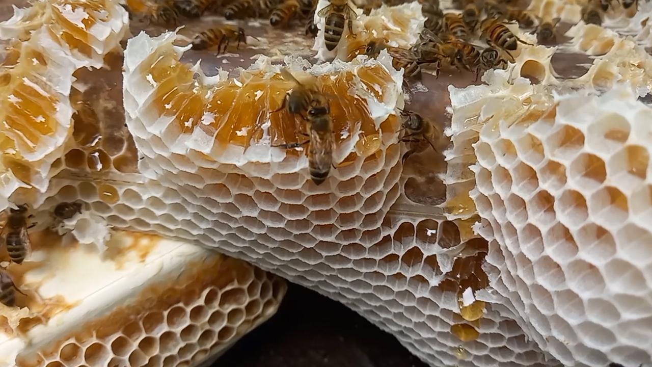 Người tiên phong làm mật ong bánh tổ