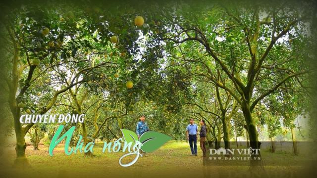 Chuyển động Nhà nông 11/11: Mùa cam Cao Phong Hòa Bình đẹp như phim, cách nông dân làm du lịch