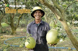 Bưởi da xanh – Lời giải cho bài toán giảm nghèo bền vững ở vùng đất Sông Xoài