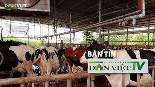 Bản tin Dân Việt TV 12/8: Sẽ sớm công bố nguyên nhân đàn bò chết bất thường ở Lâm Đồng