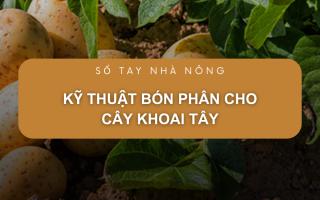 SỔ TAY NHÀ NÔNG: Kỹ thuật bón phân cho cây khoai tây