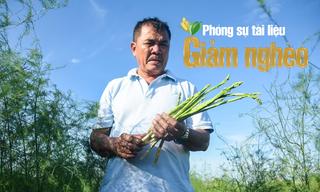 Thoát nghèo trên cát trắng: Chuyện nông dân Khánh Hòa làm giàu từ măng tây, nho và nha đam