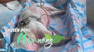 Chuyển động Nhà nông 22/4: “Thủ phủ” nuôi lợn ở Nghệ An báo động đỏ vì dịch tả lợn châu Phi
