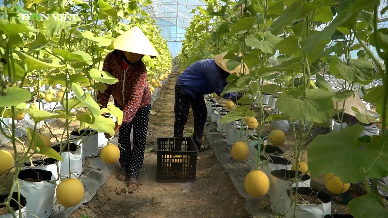 Từ ruộng lúa đến dưa nhà màng: Hành trình tạo ra nông sản an toàn ở Thiệu Hóa