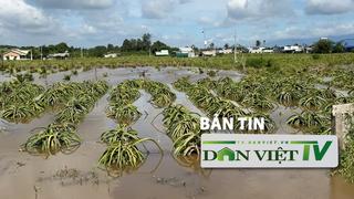 Bản tin Dân Việt TV 29/8: Mưa lớn khiến 230 căn nhà, 420ha thanh long và hoa màu bị ngập ở Bình Thuận