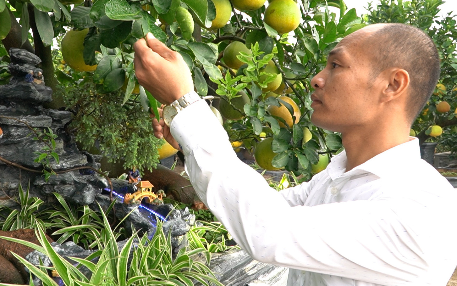 Siêu phẩm cây Tết nghệ thuật "Long vân mừng vũ hội" giá trăm triệu vừa "trình làng" Tết 2021 có gì đặc biệt?