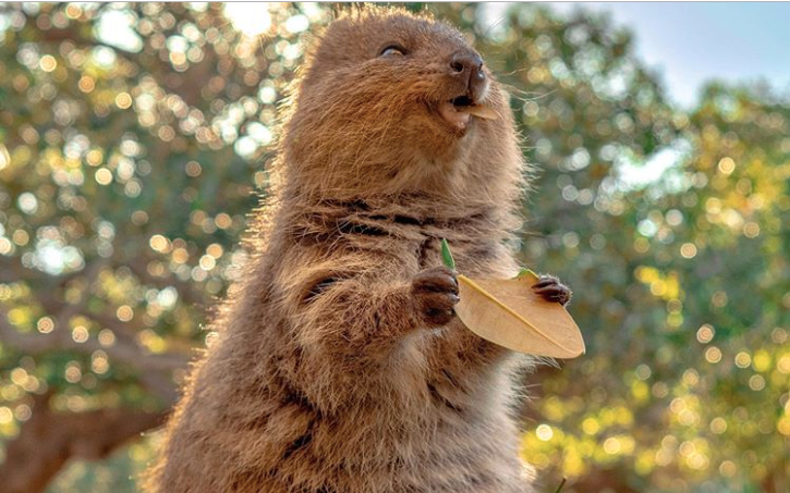 Selfie cùng Quokka - loài động vật hay cười đáng yêu nhất thế giới