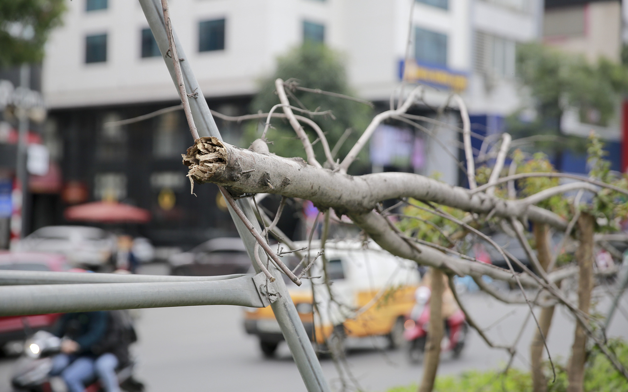 Xót xa nhìn hàng cây phong lá đỏ chết khô trên đường phố Hà Nội