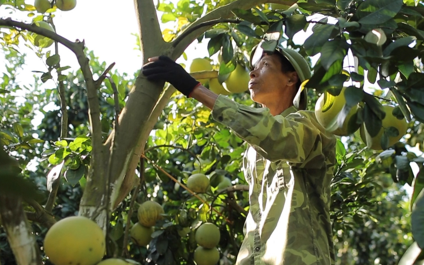 Không trồng vải, lão nông ở Lục Ngạn thu tiền tỷ từ loại cây có múi được trồng theo hướng hữu cơ