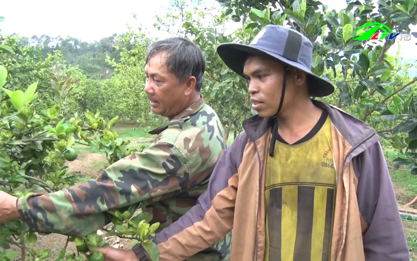 Sản phẩm OCOP: Đổi thay nhờ trồng chanh không hạt