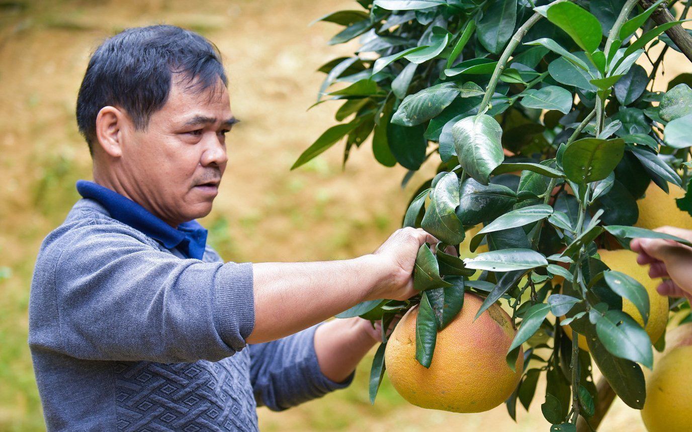 Bưởi “tiến vua”, nửa triệu đồng một quả, nông dân không có đủ hàng để bán