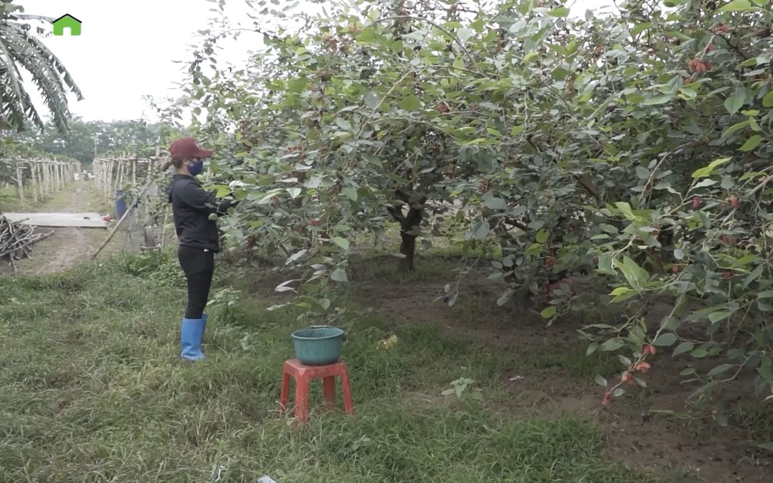 Nông dân trồng dâu ngọt “ngậm trái đắng”