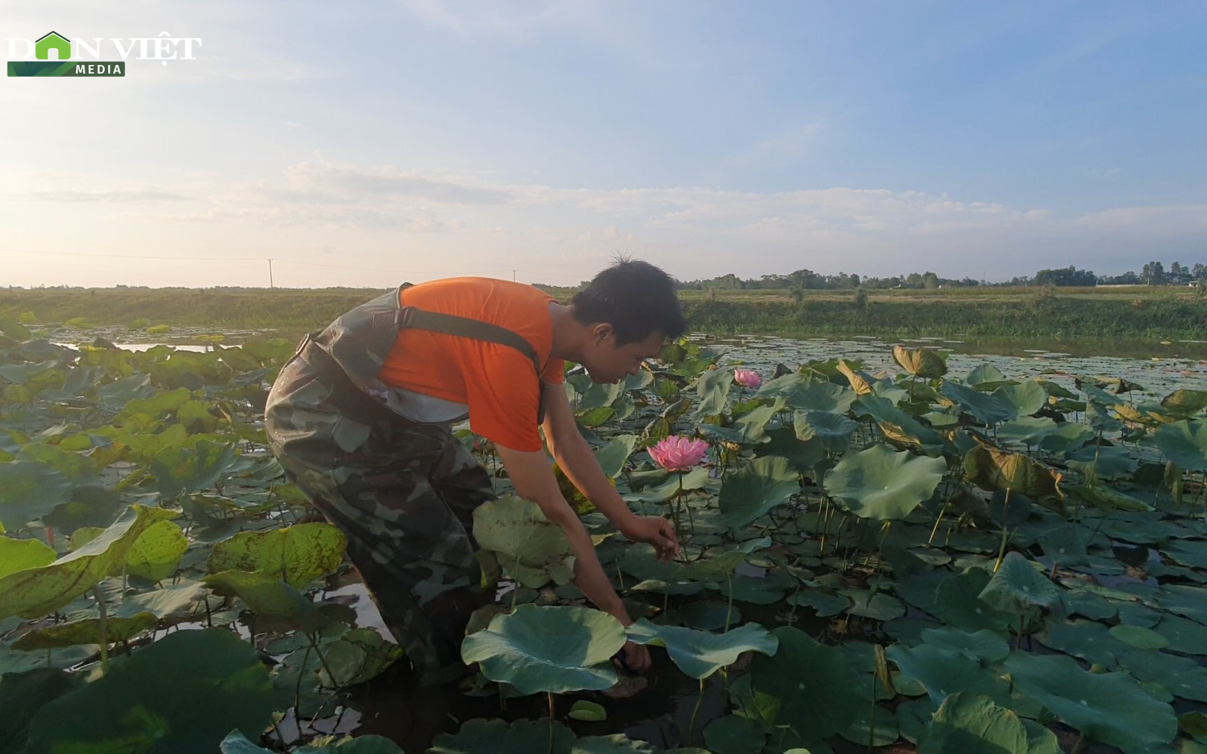 Kỳ công mang sen hồ Tây về Nghệ An trồng trái mùa, chàng kỹ sư Công nghệ thông tin thu bộn tiền.