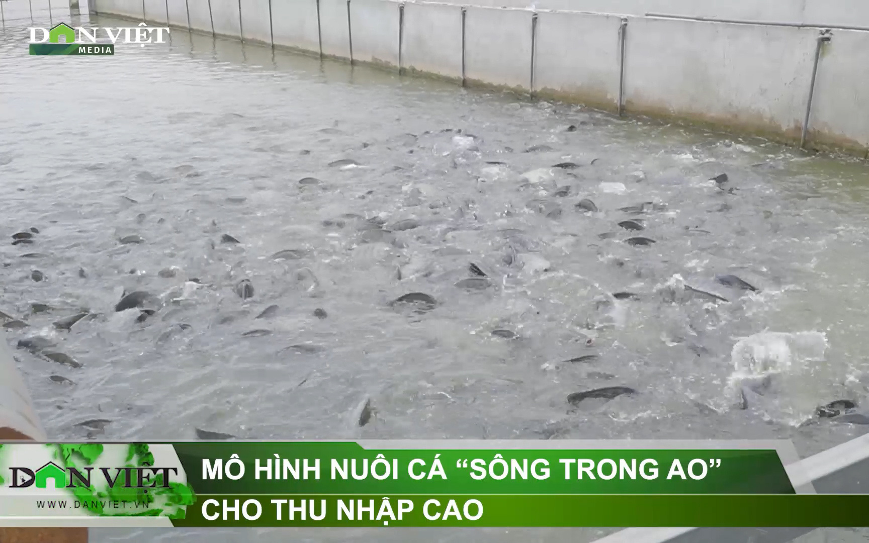 Mô hình nuôi cá “sông trong ao” cho thu nhập cao