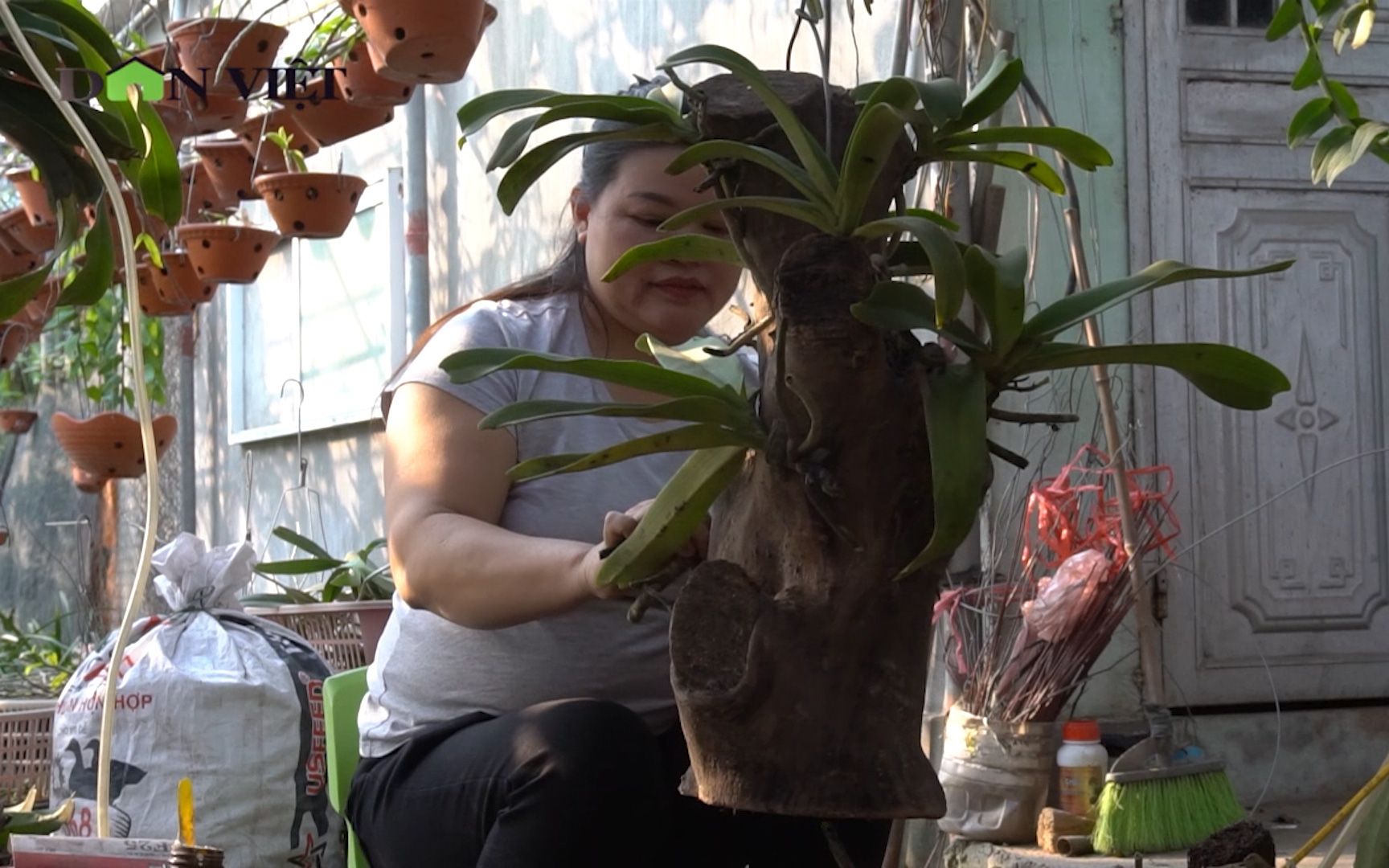Nông dân Hưng Yên thu lãi hàng tỷ đồng nhờ lan rừng
