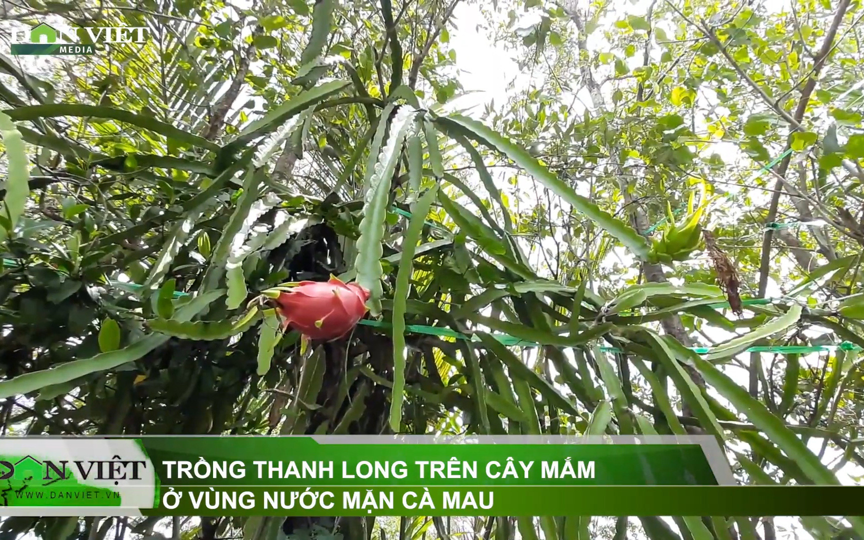 Trồng thanh long tầm gửi trên cây mắm ở vùng nước mặn: Bí quyết không ai ngờ tới 